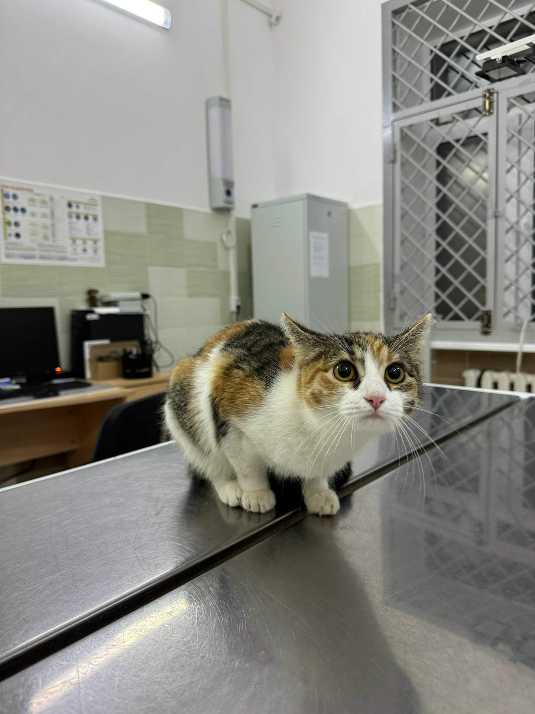 Найдена кошка в Рыбинске — фото объявления