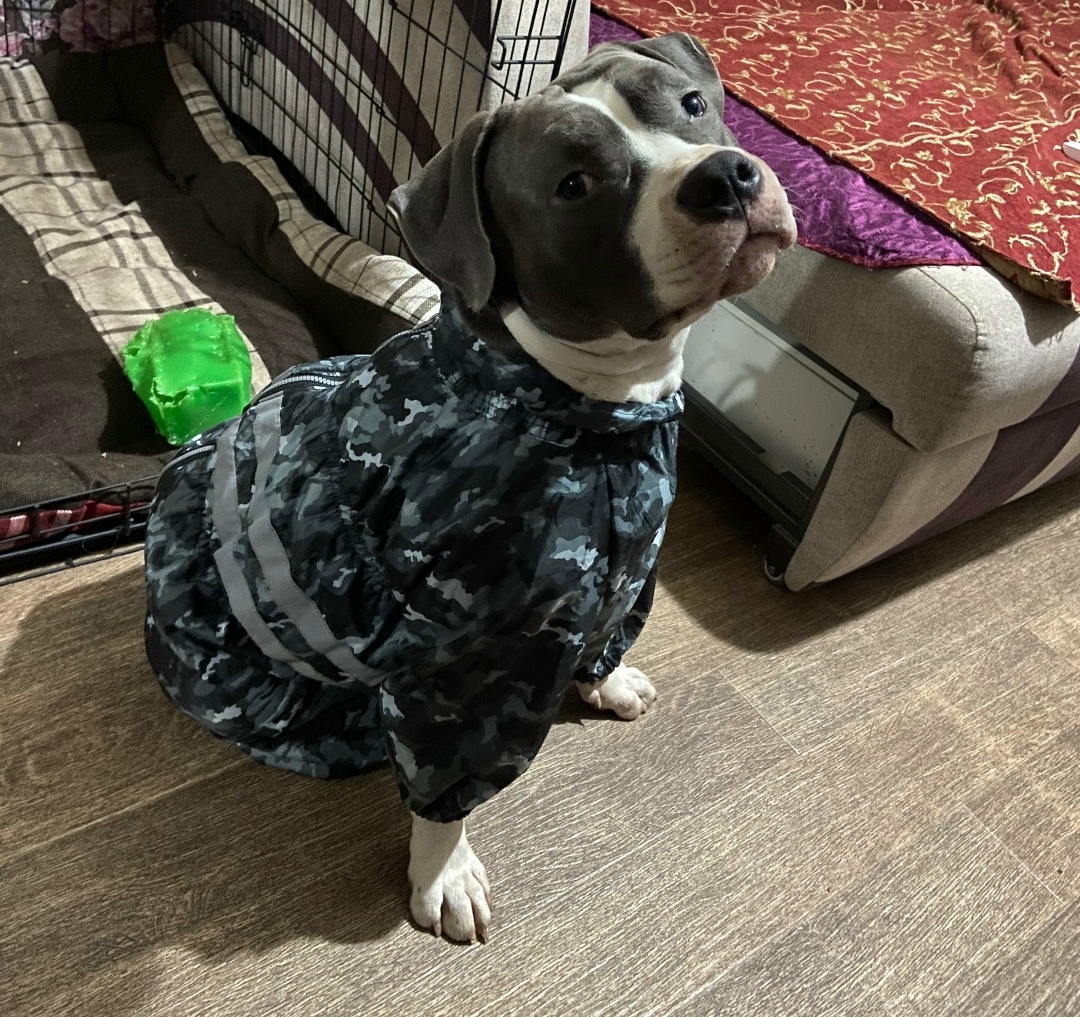 Пропала собака в Рыбинске — фото объявления