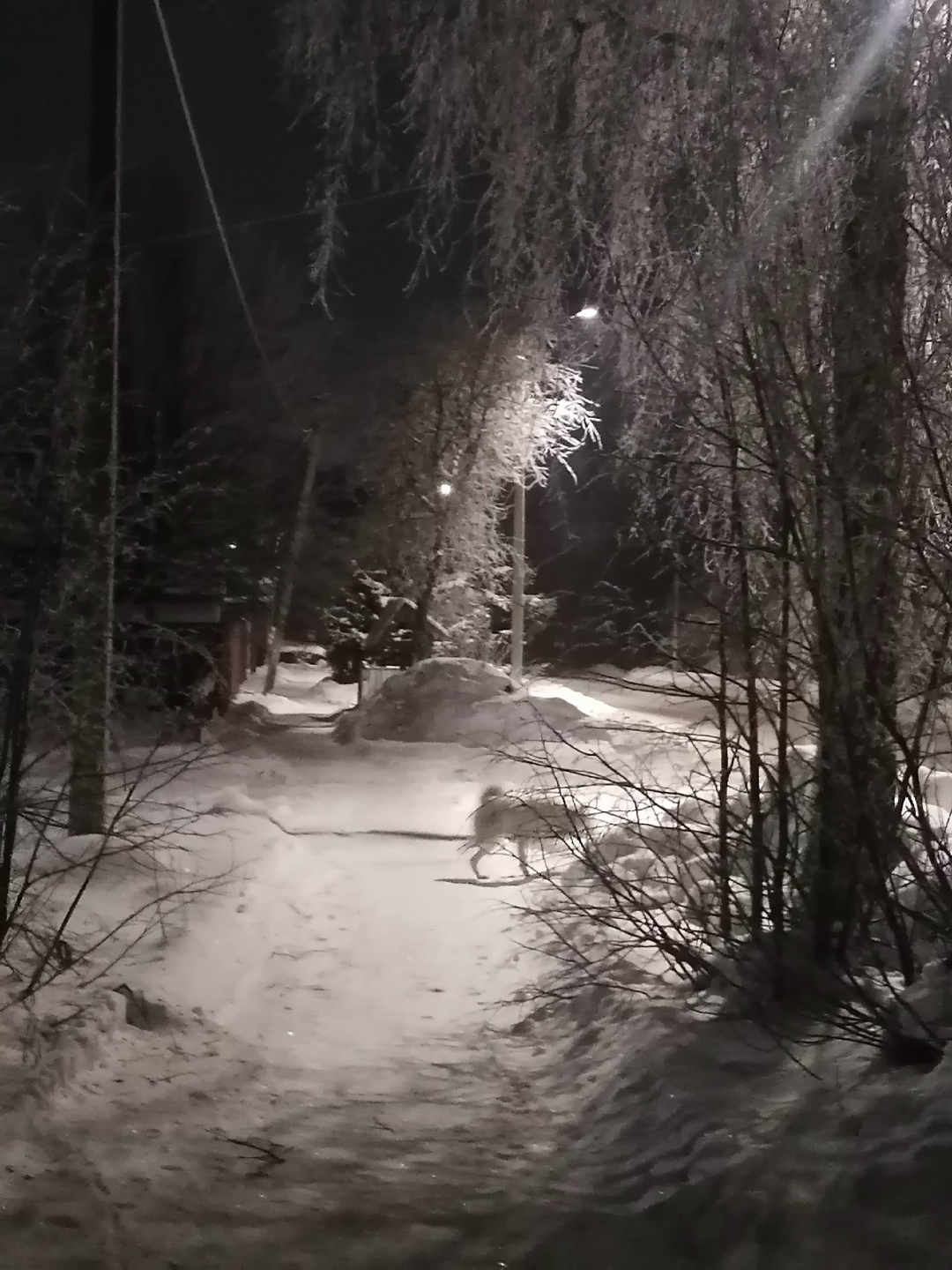 Пропала собака в Рыбинске — фото объявления