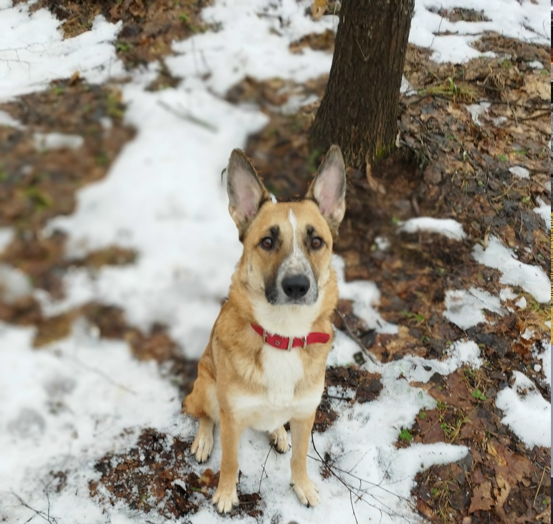 Пропала собака в Рыбинске — фото объявления