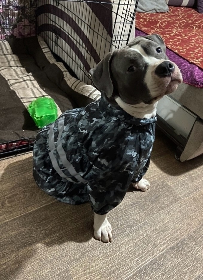 Пропала собака в Рыбинске — фото объявления