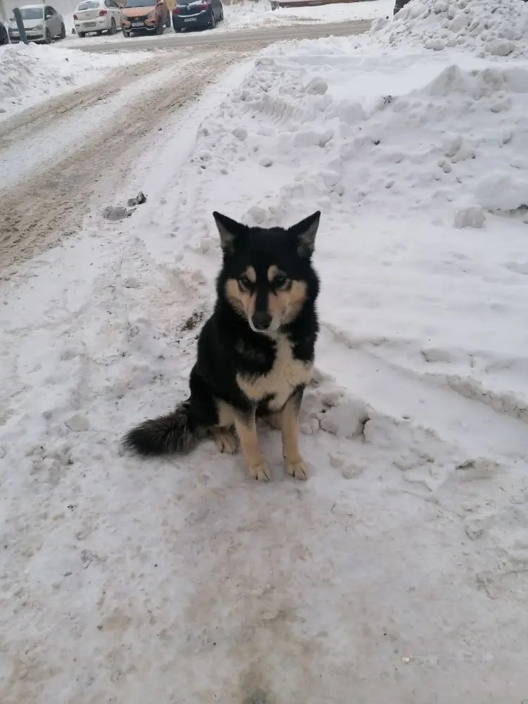 Пропала собака в Рыбинске — фото объявления