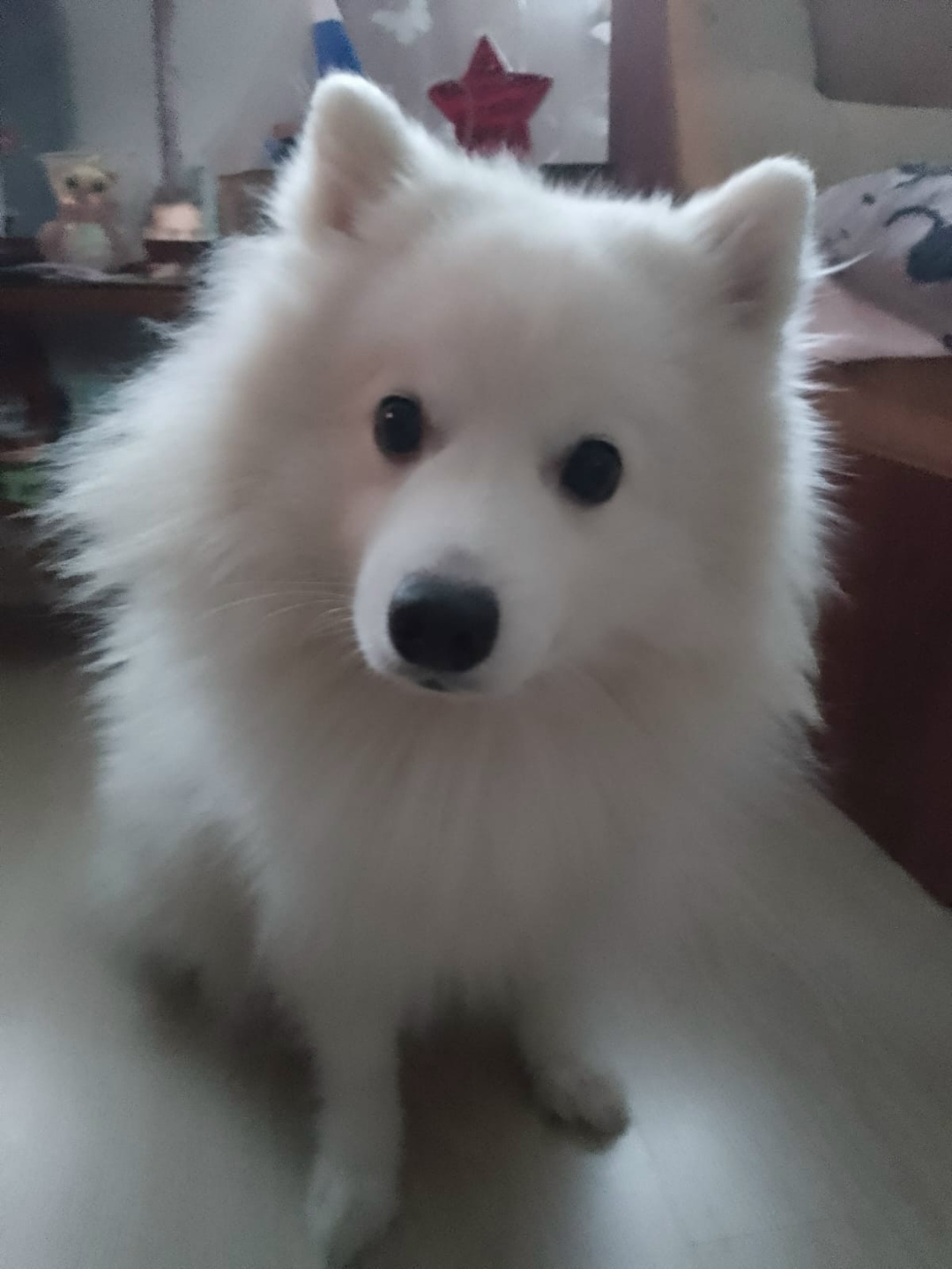 Пропала собака в Рыбинске — фото объявления