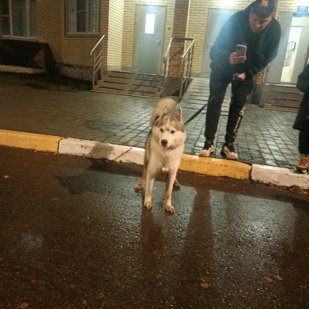 Найдена собака в Раменском — фото объявления