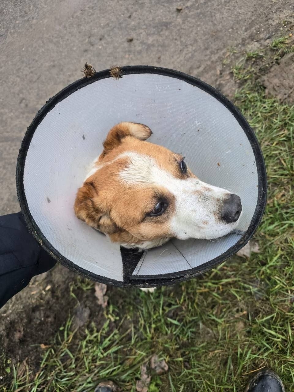 Найдена собака в Раменском — фото объявления