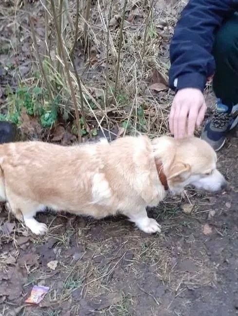 Найдена собака в Раменском — фото объявления