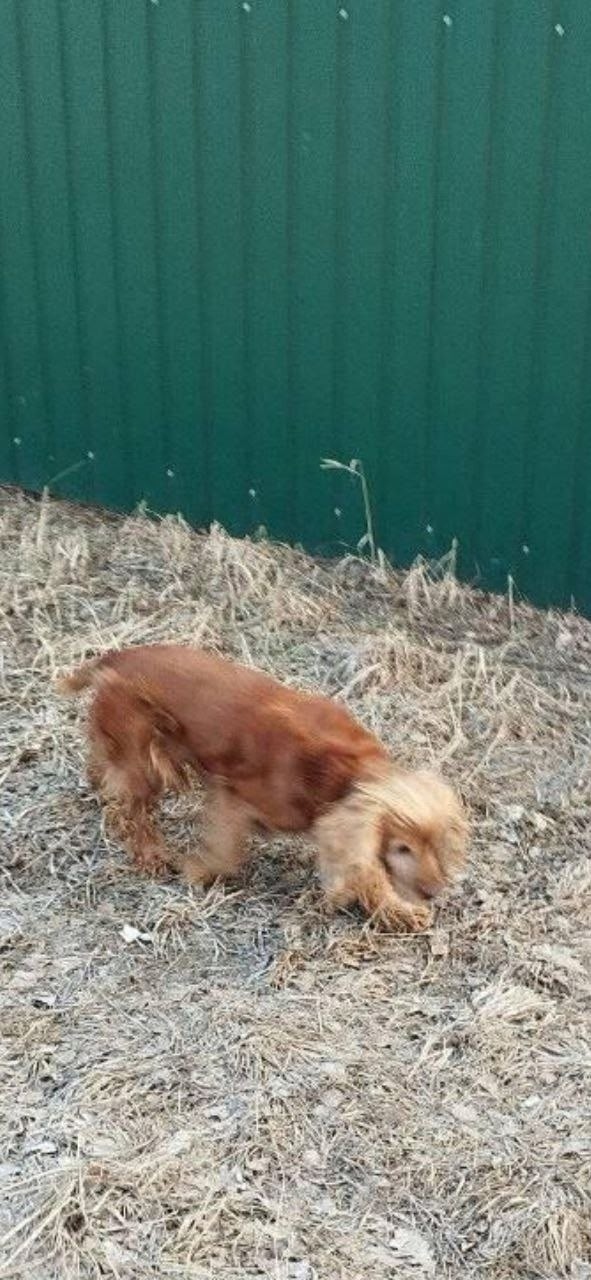 Пропала собака в Раменском — фото объявления