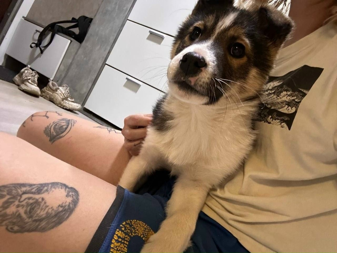 Найдена собака в Раменском — фото объявления