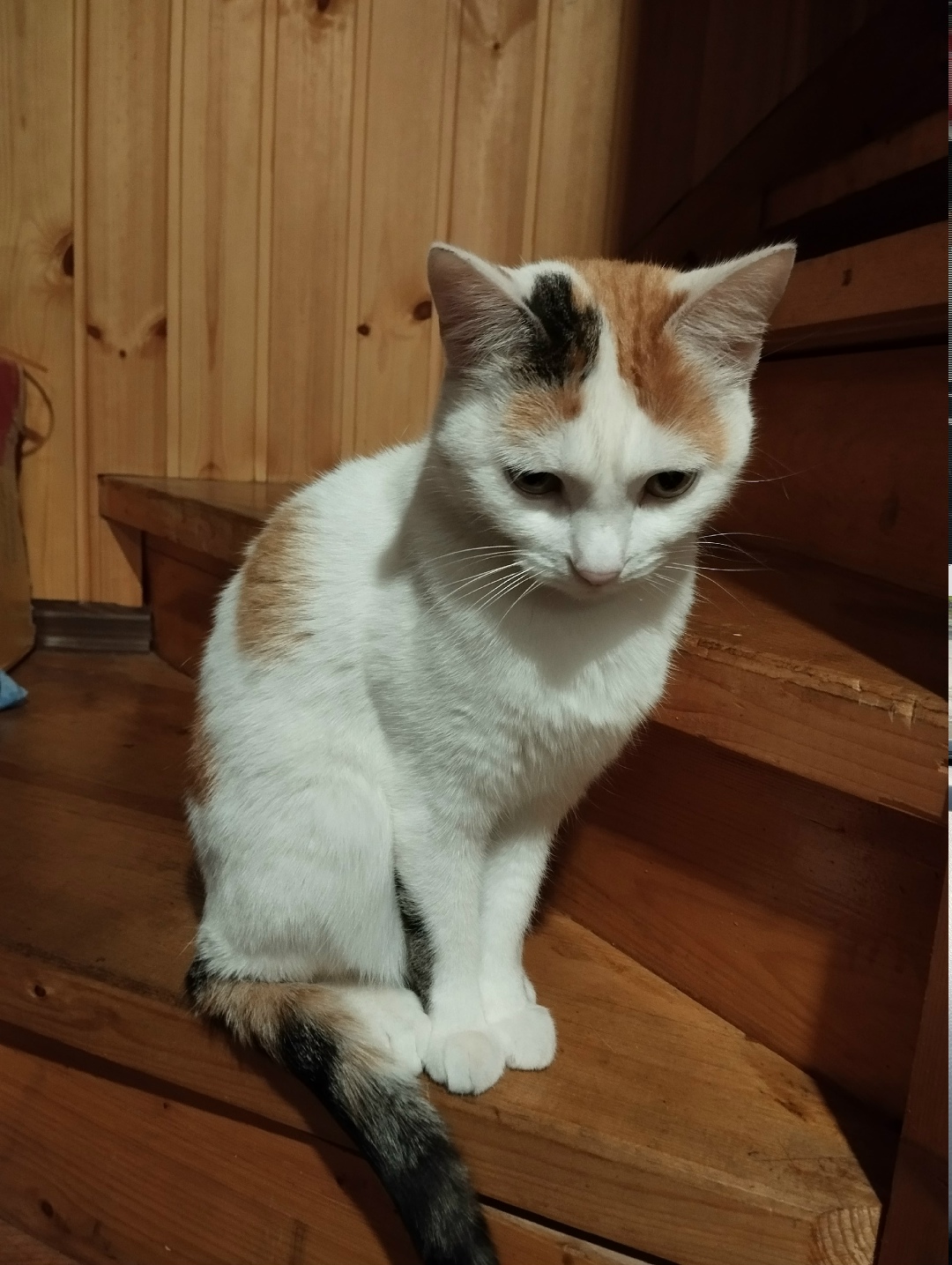 Пропала кошка в Раменском — фото объявления