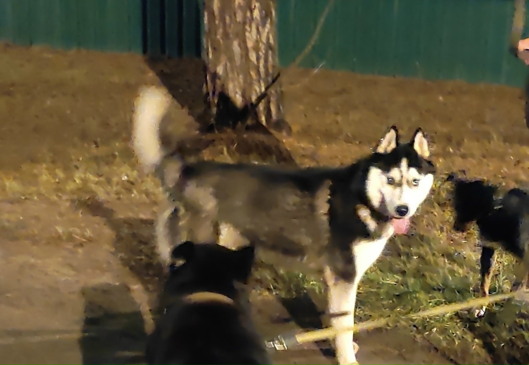 Найдена собака в Раменском — фото объявления