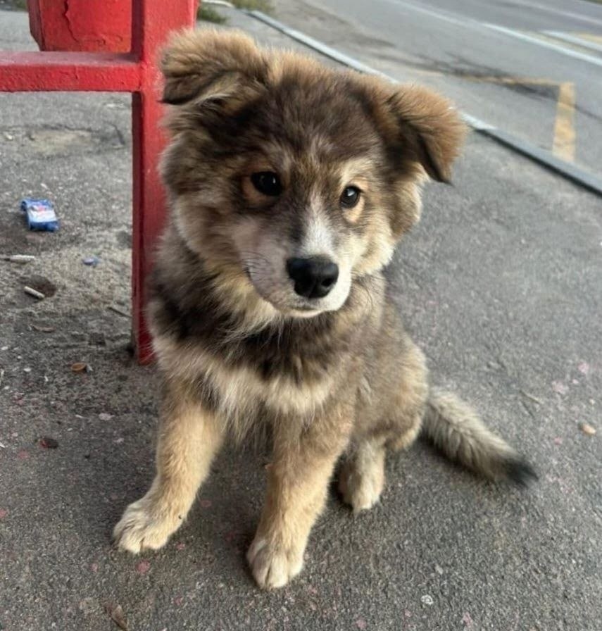 Найдена собака в Раменском — фото объявления