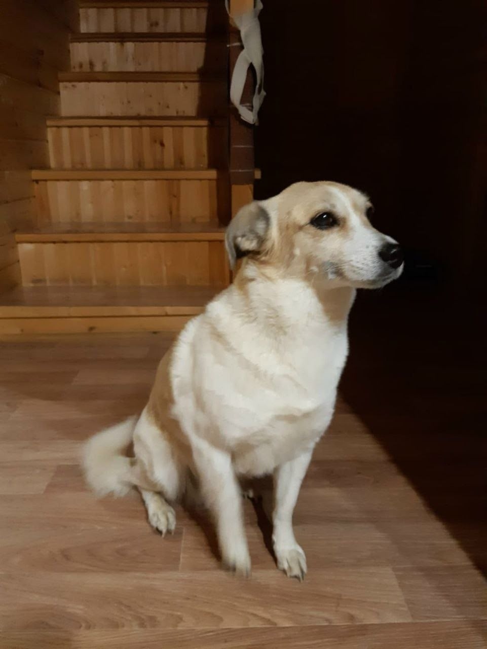 Пропала собака в Раменском — фото объявления