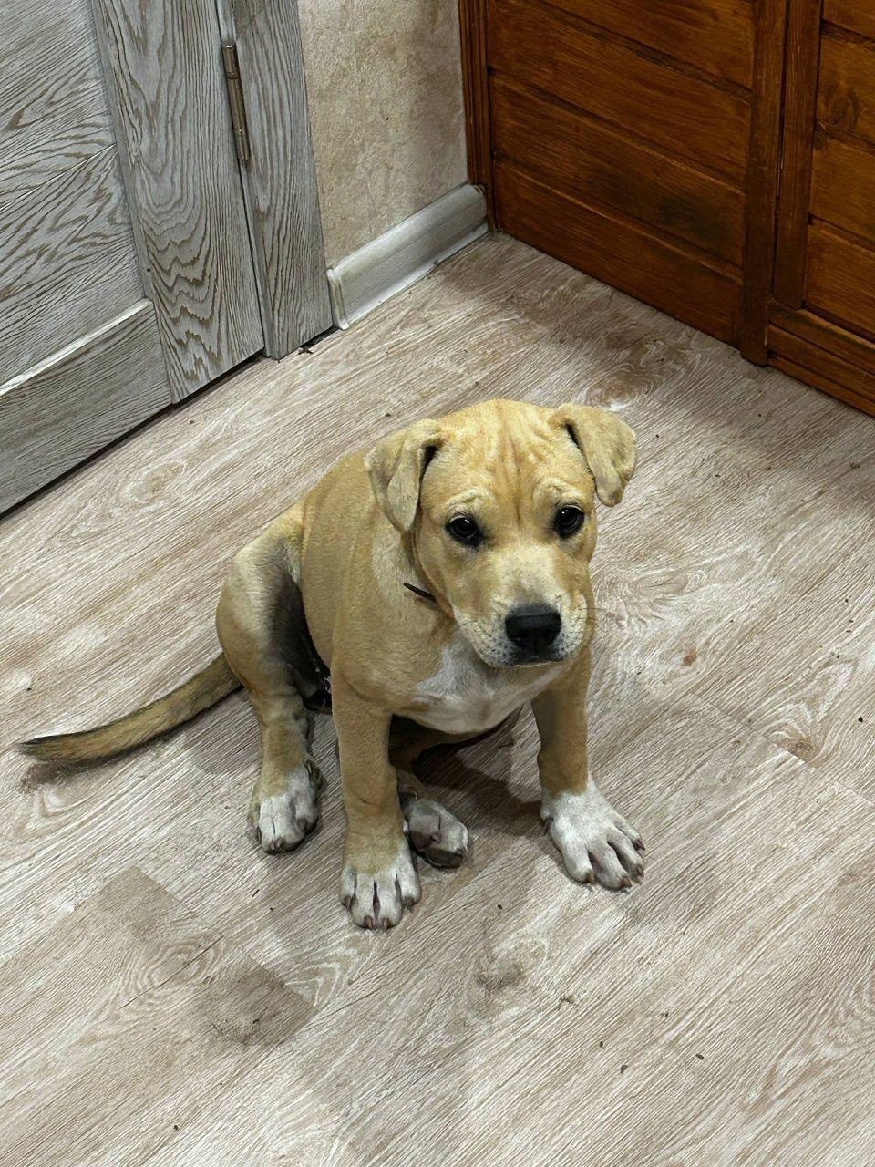 Пропала собака в Раменском — фото объявления