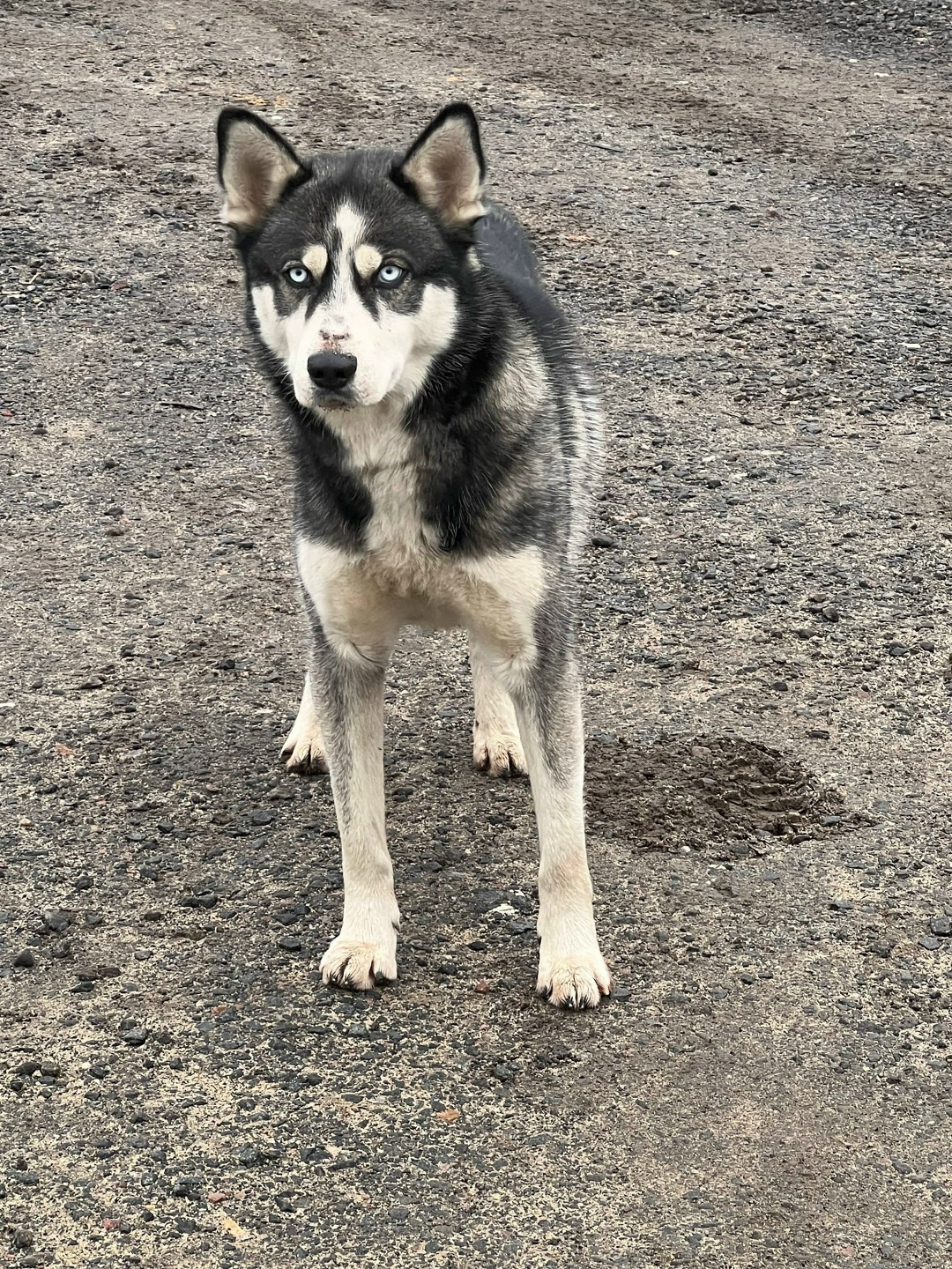 Пропала собака в Раменском — фото объявления