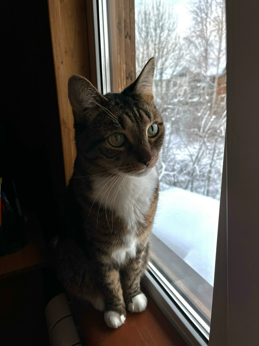 Пропала кошка в Раменском — фото объявления