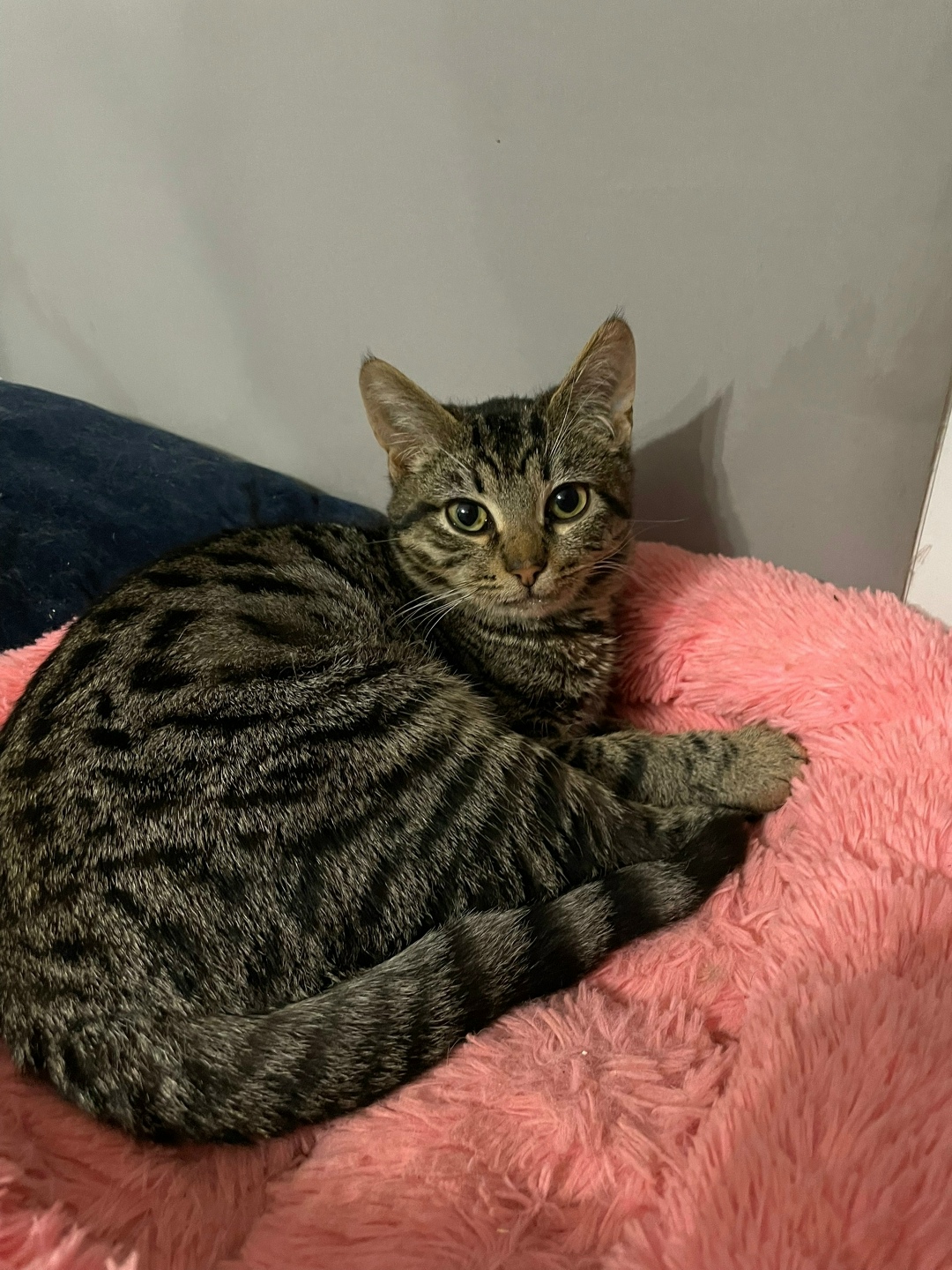 Найдена собака в Раменском — фото объявления