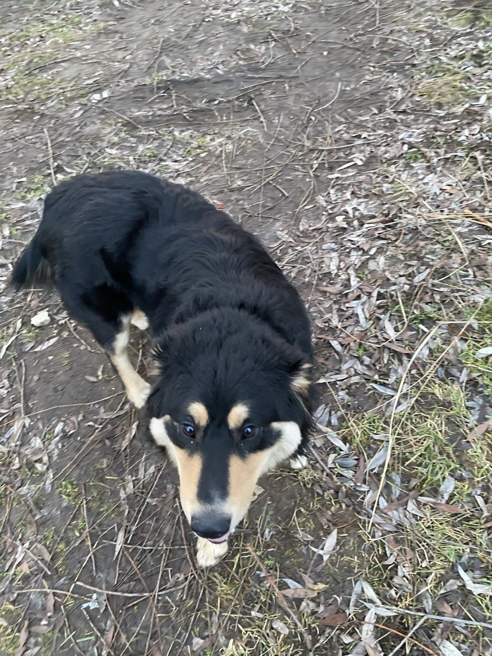 Пропала собака в Раменском — фото объявления