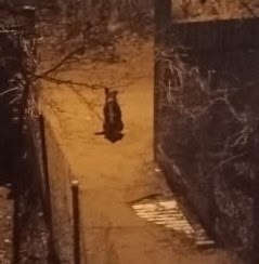 Пропала собака в Раменском — фото объявления