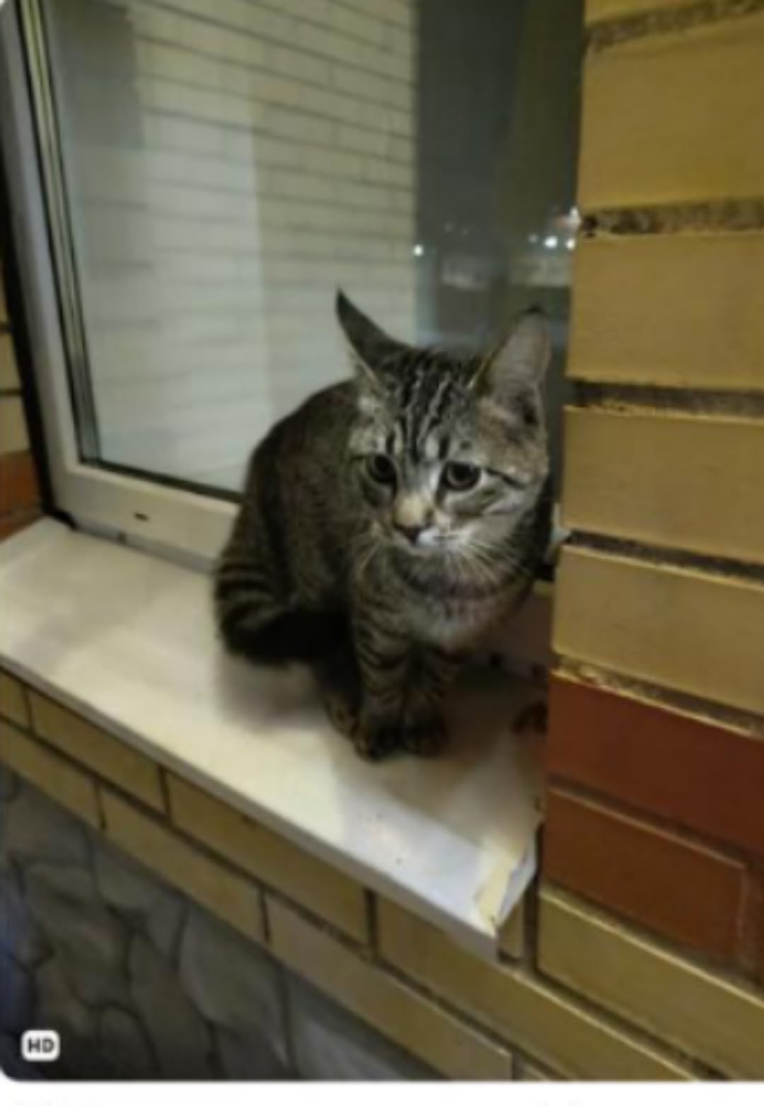 Пропала кошка в Раменском — фото объявления