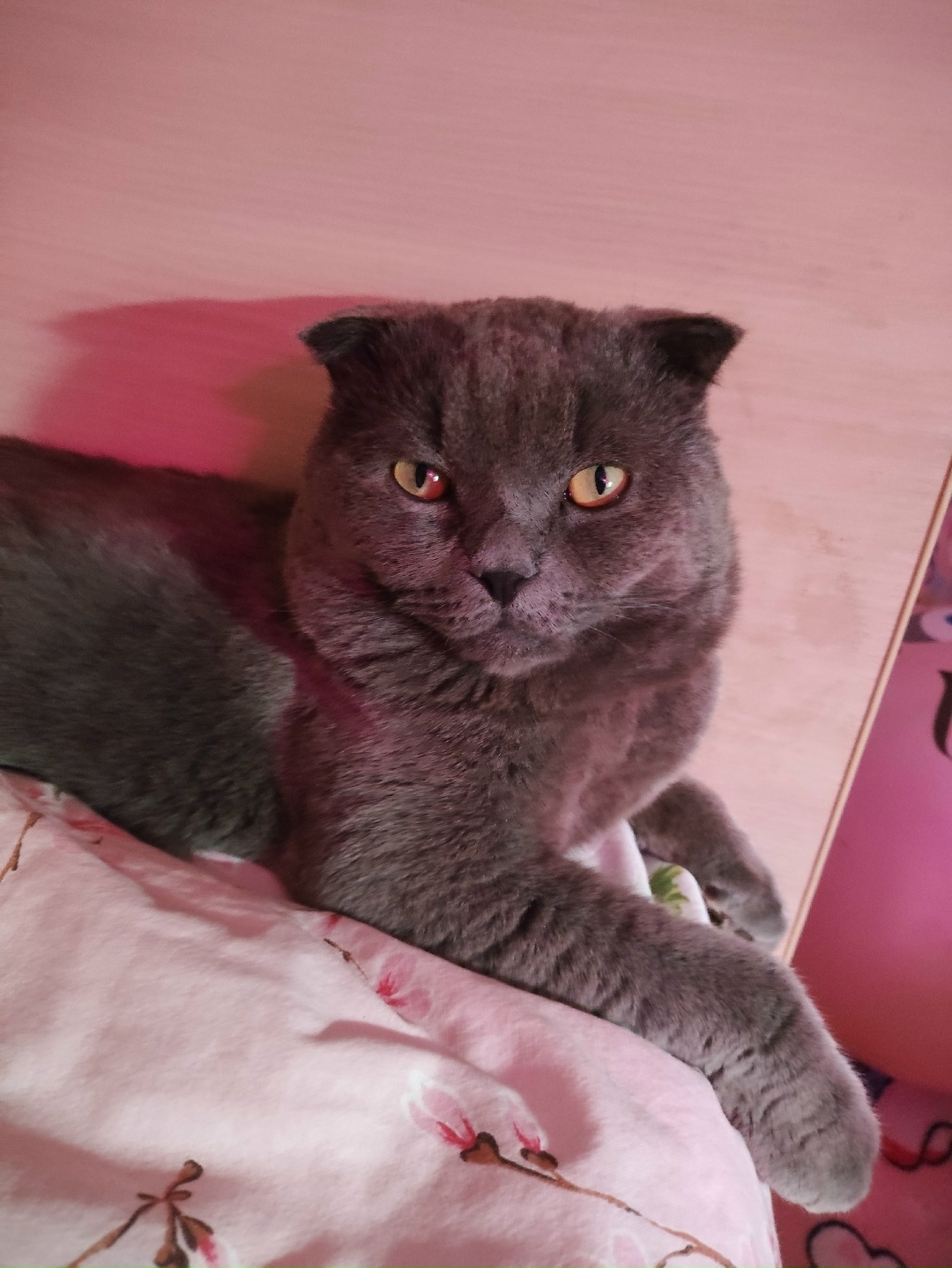 Пропала кошка в Раменском — фото объявления