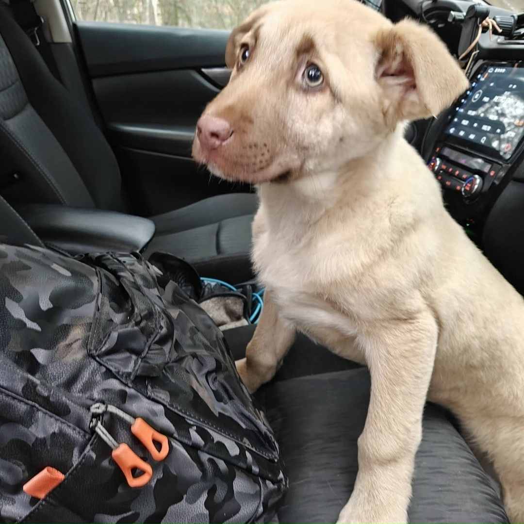 Найдена собака в Раменском — фото объявления