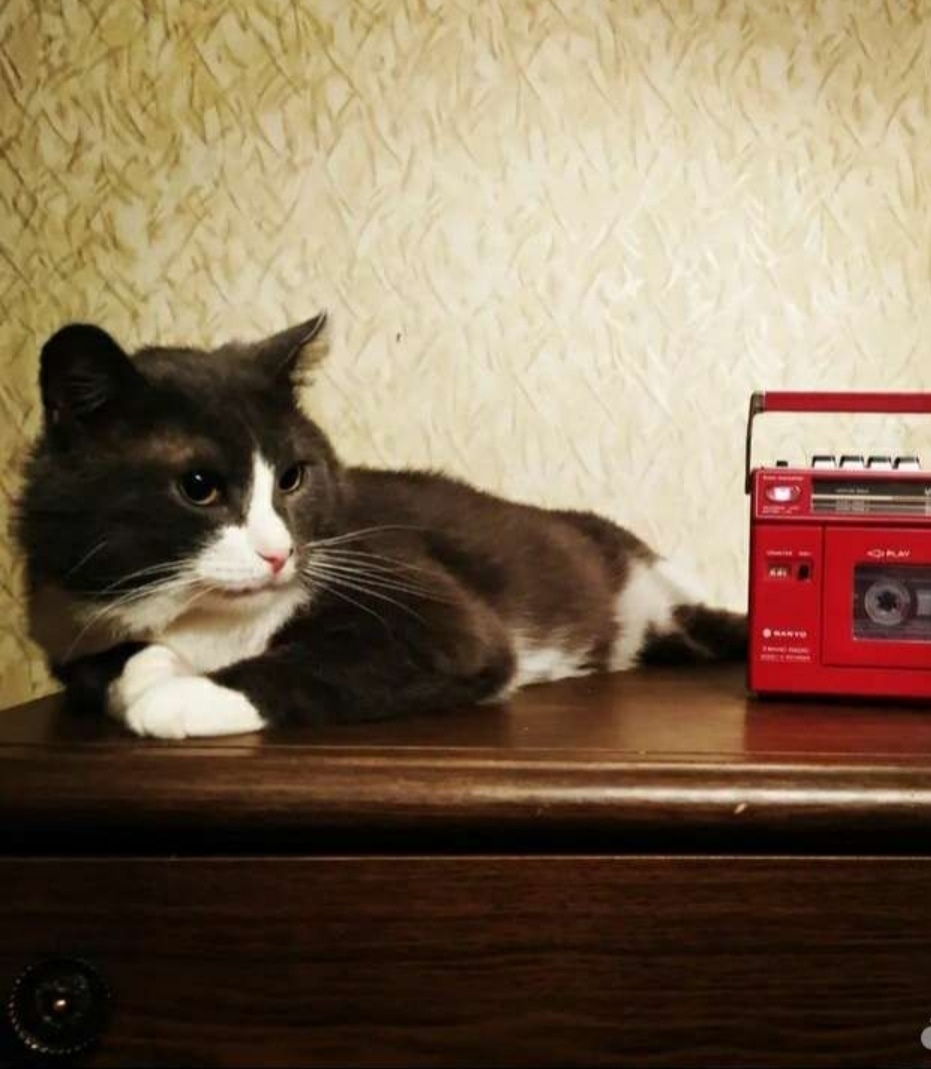 Найдена собака в Раменском — фото объявления