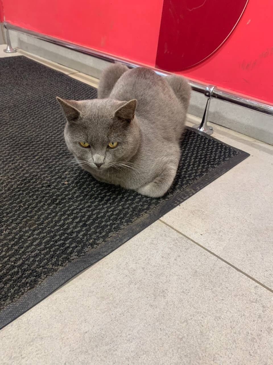 Найдена кошка в Раменском — фото объявления