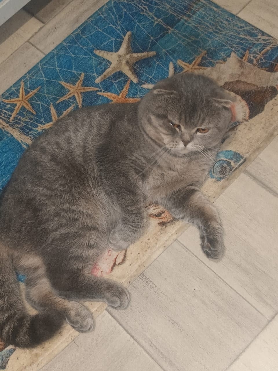 Пропала кошка в Раменском — фото объявления