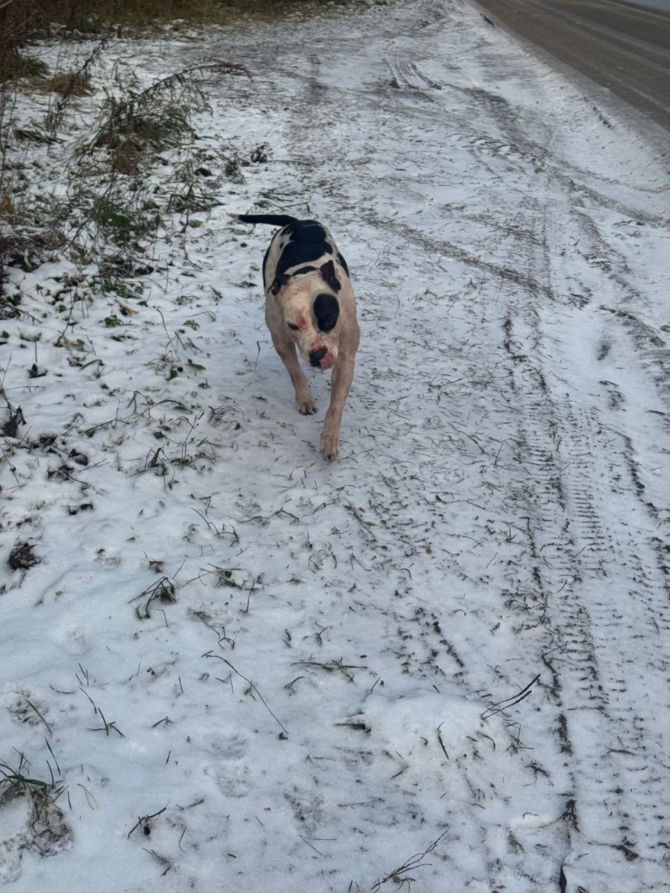 Найдена собака в Раменском — фото объявления
