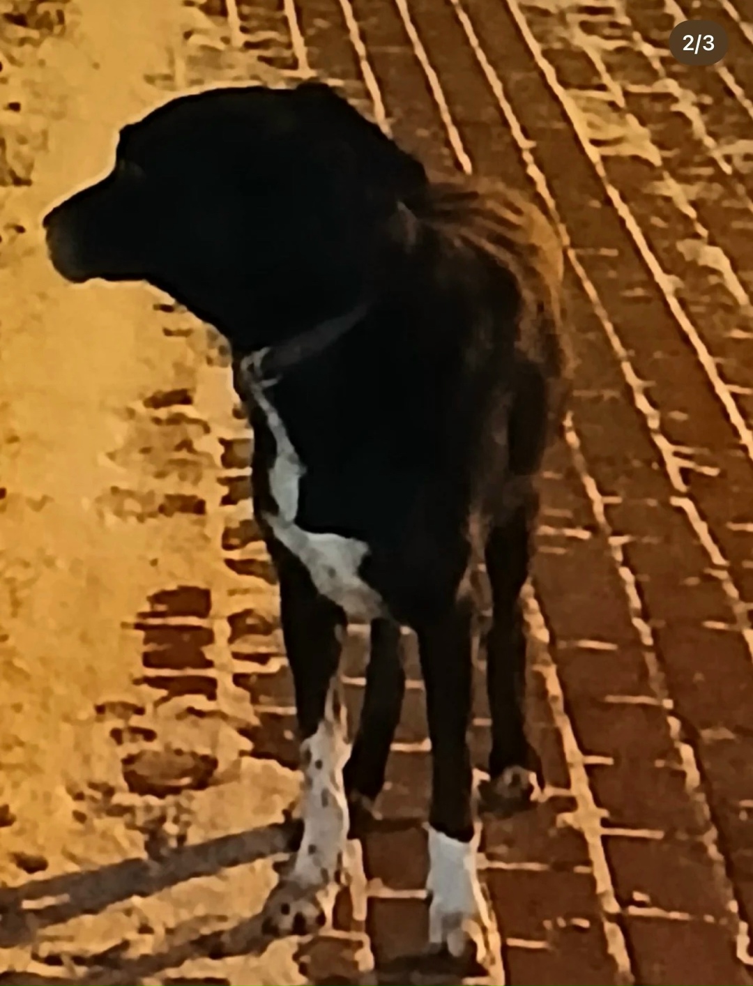 Пропала собака в Раменском — фото объявления