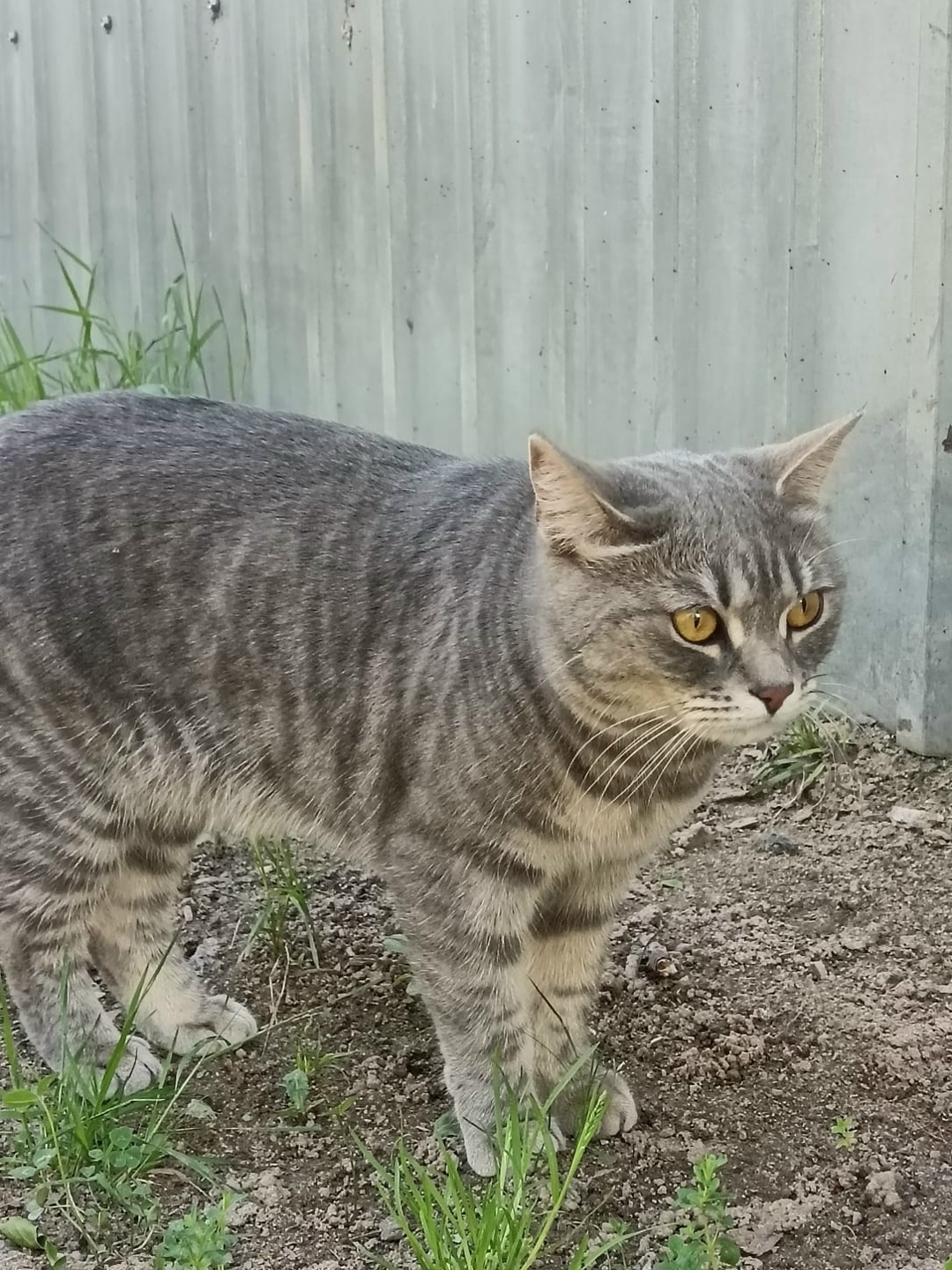 Пропала кошка в Раменском — фото объявления