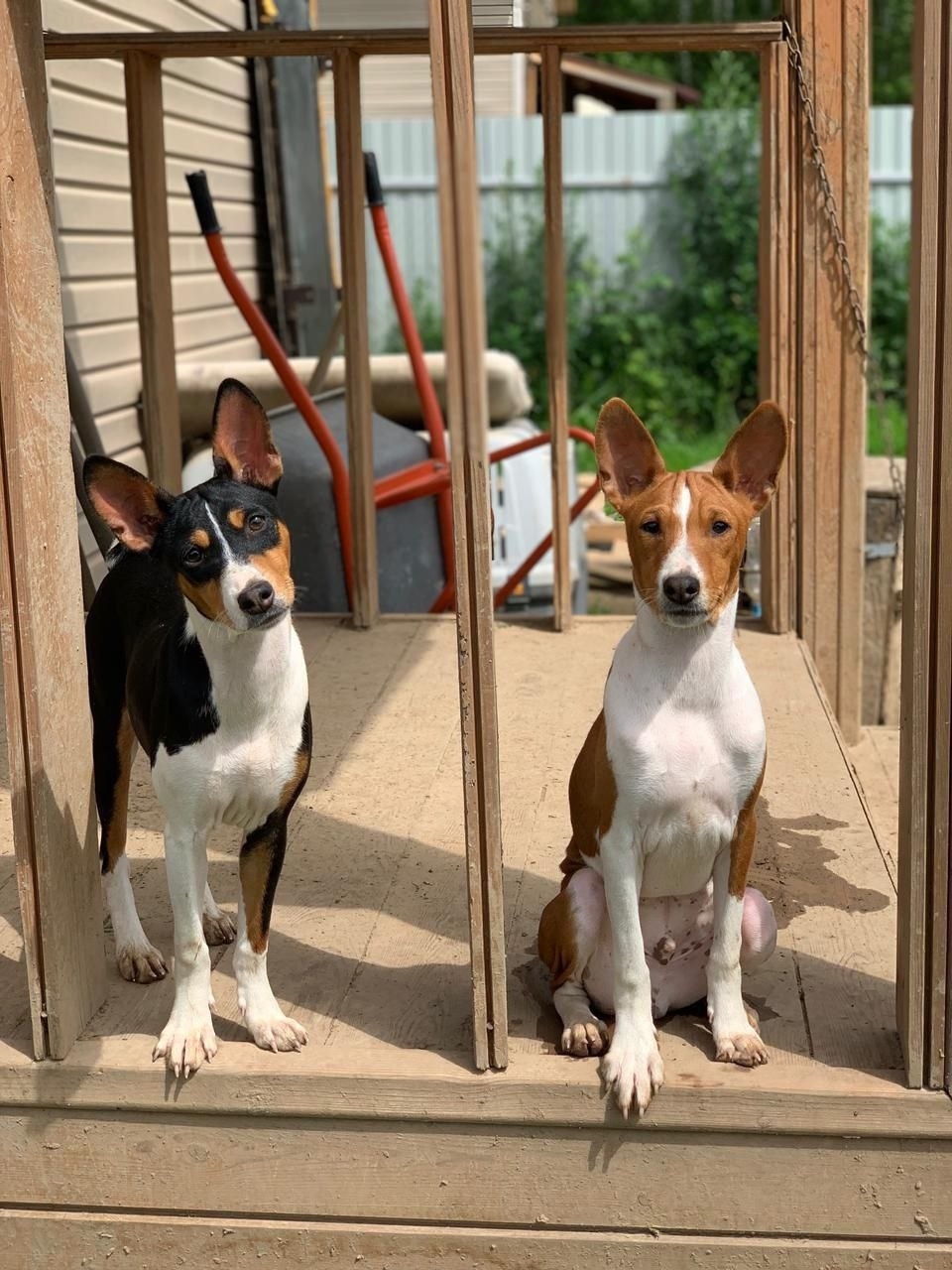 Пропала собака в Раменском — фото объявления