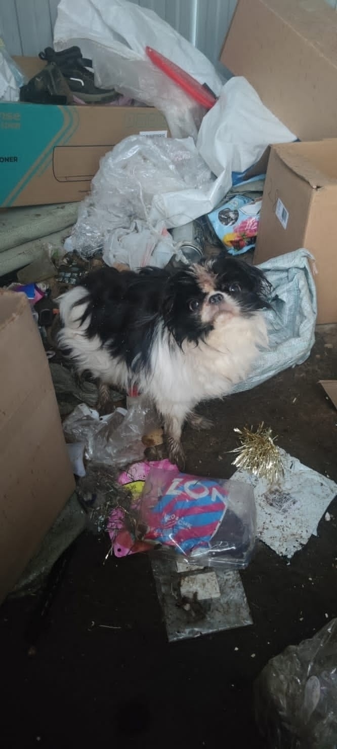 Найдена собака в Раменском — фото объявления