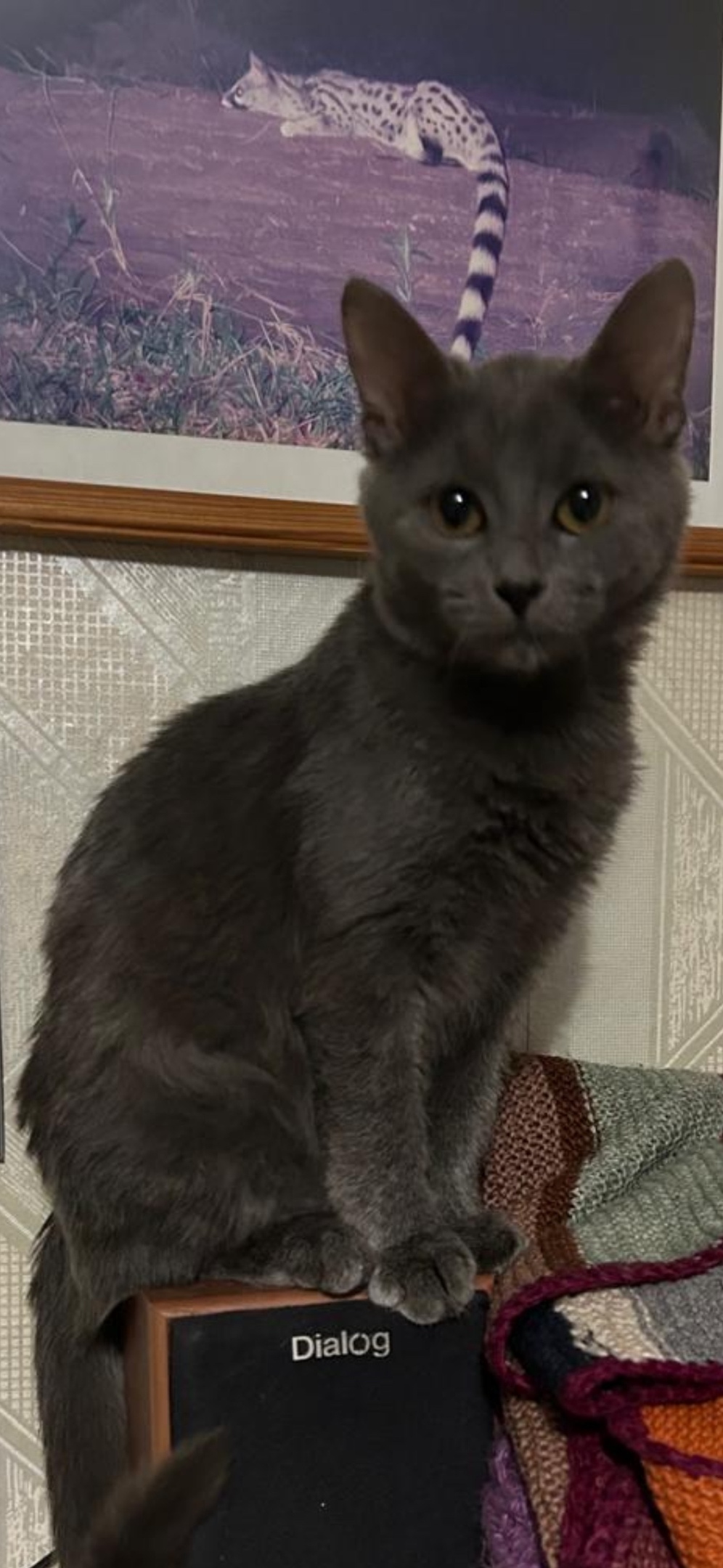 Пропала кошка в Раменском — фото объявления