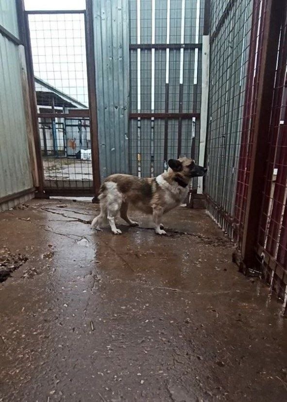 Пропала собака в Раменском — фото объявления