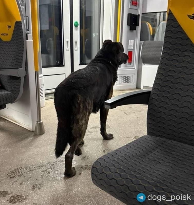 Пропала собака в Раменском — фото объявления