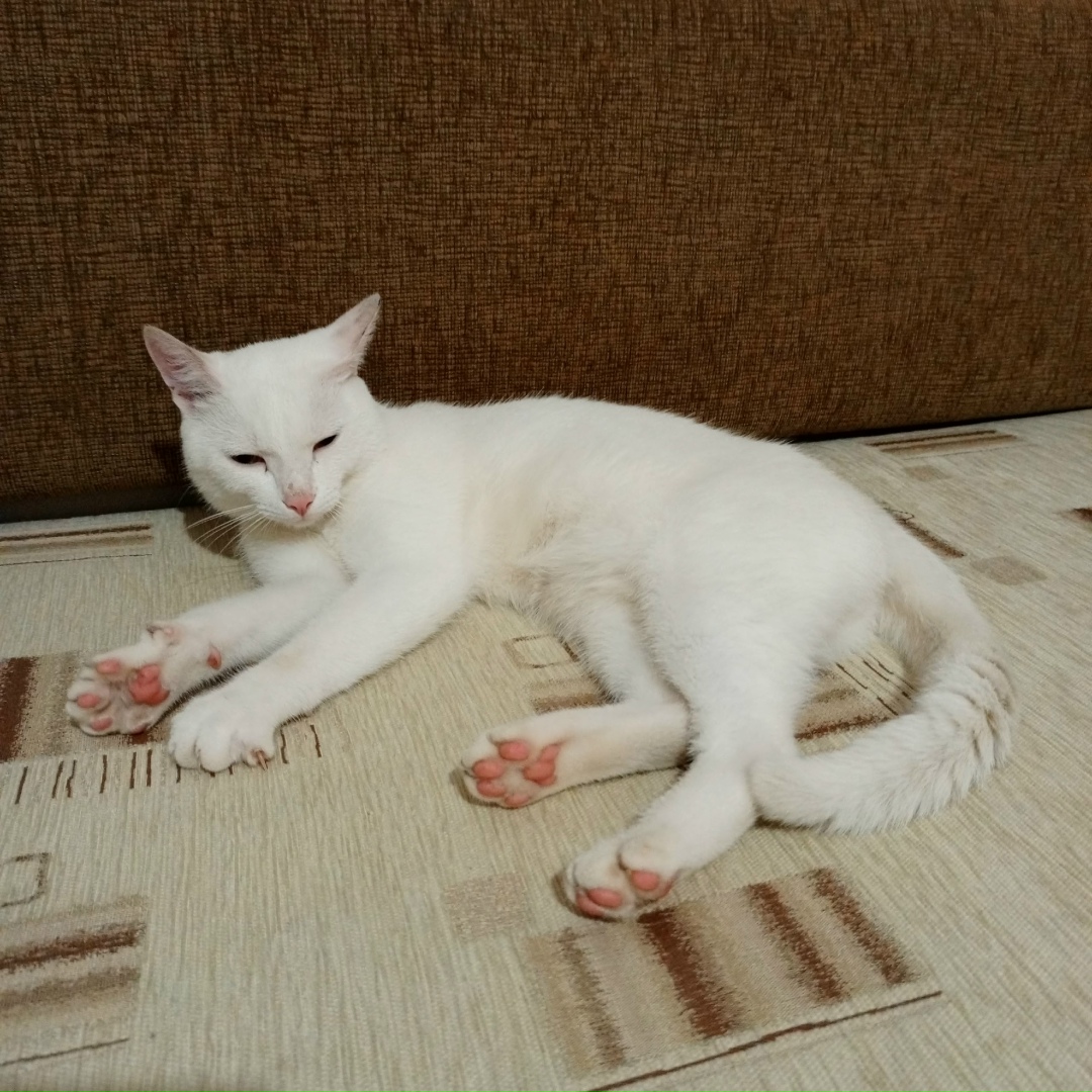 Найдена кошка в Раменском — фото объявления