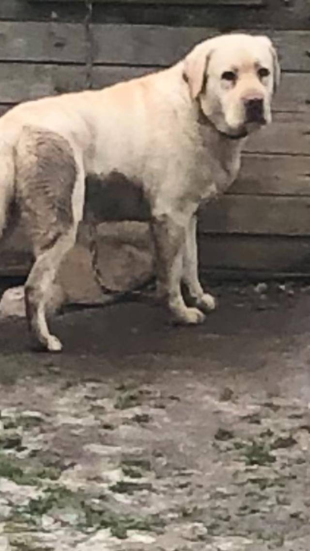 Найдена собака в Раменском — фото объявления