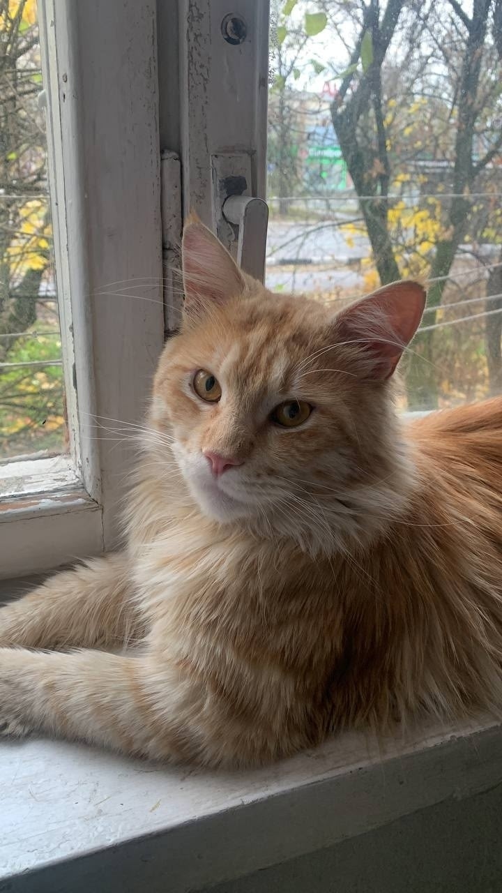 Пропала кошка в Раменском — фото объявления