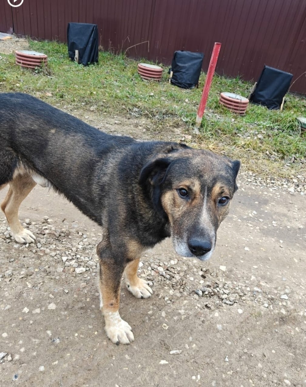 Найдена собака в Раменском — фото объявления