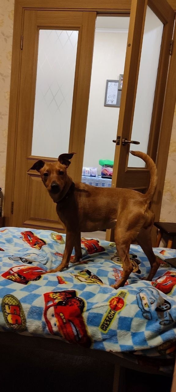 Пропала собака в Раменском — фото объявления