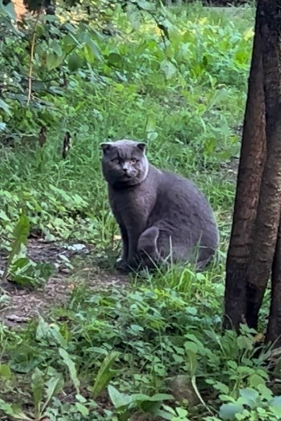 Пропала кошка в Раменском — фото объявления
