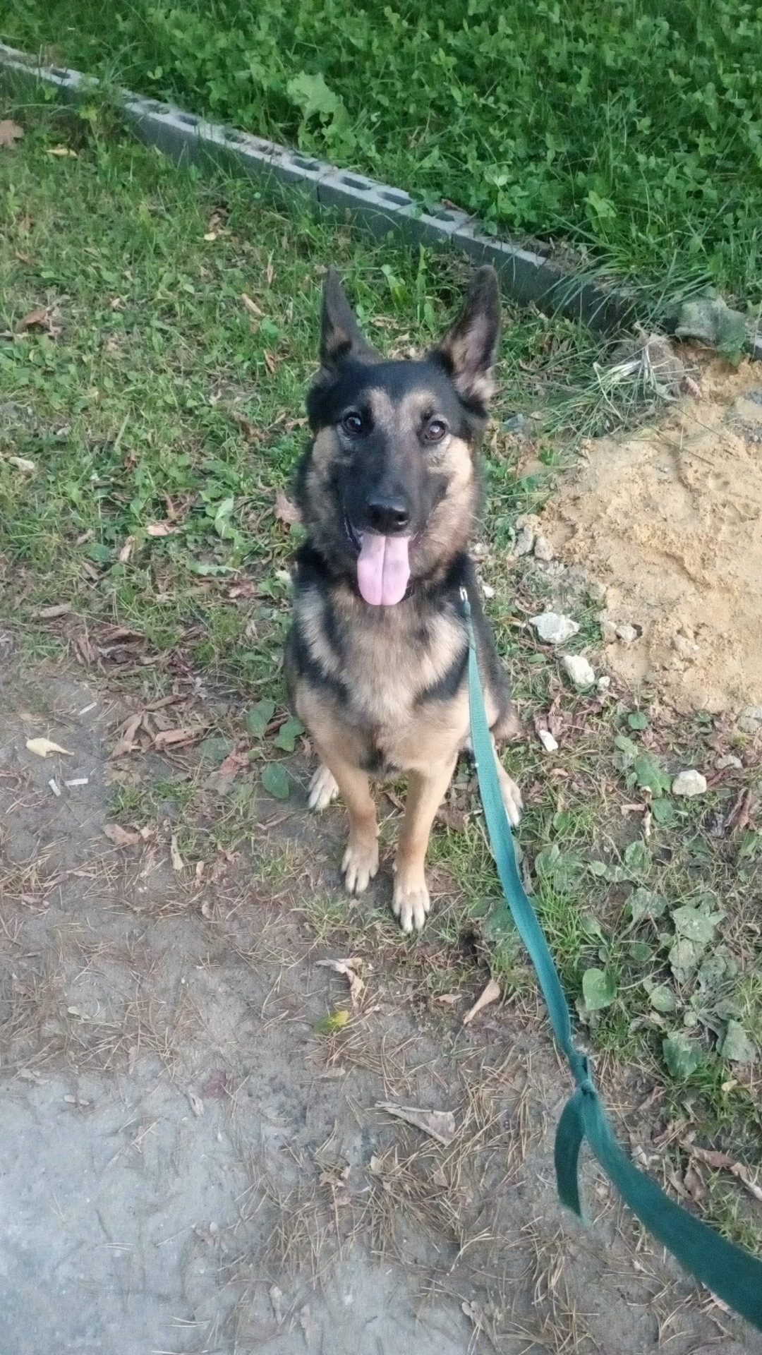 Пропала собака в Раменском — фото объявления