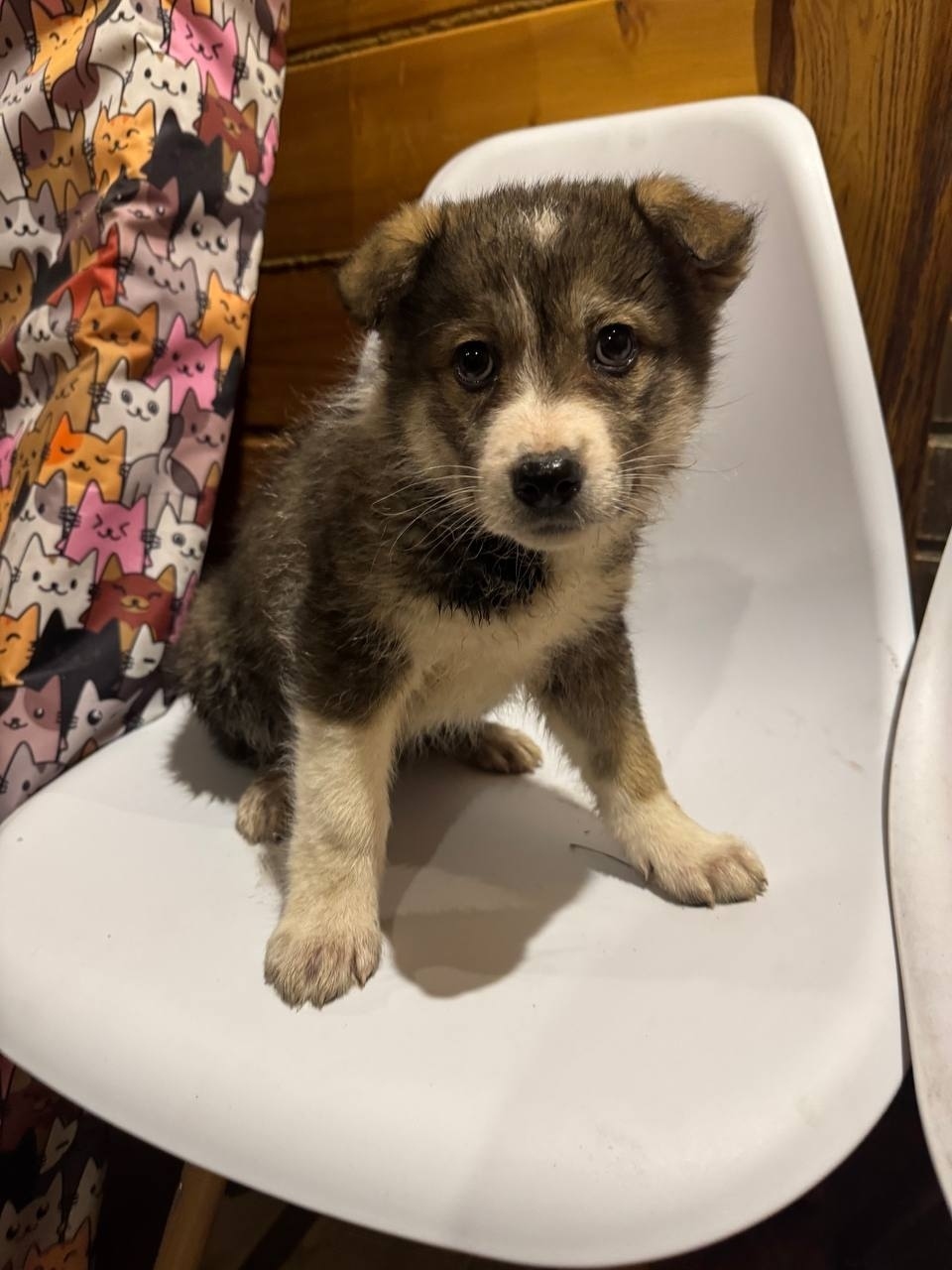 Найдена собака в Раменском — фото объявления