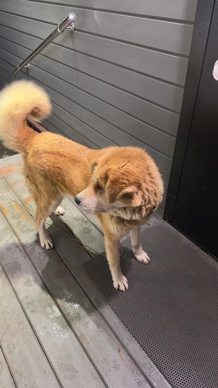 Пропала собака в Раменском — фото объявления