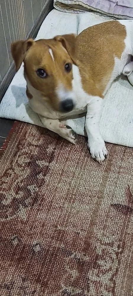 Найдена собака в Раменском — фото объявления