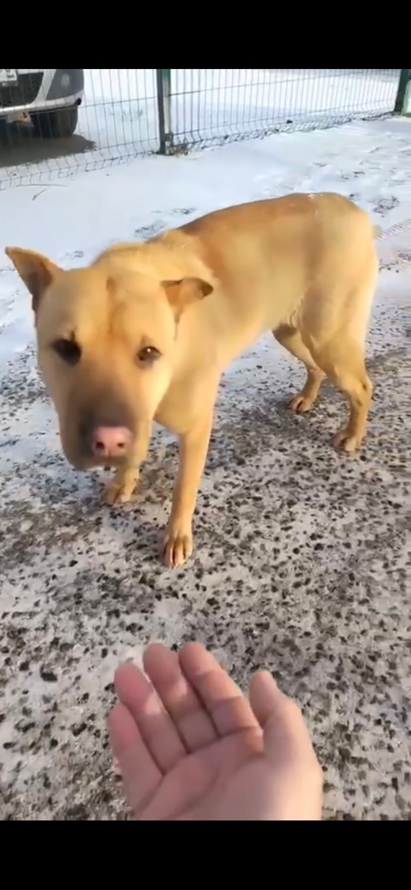 Найдена собака в Раменском — фото объявления