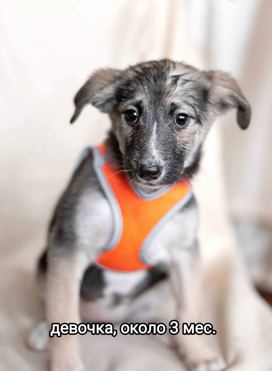 Найдена собака в Раменском — фото объявления