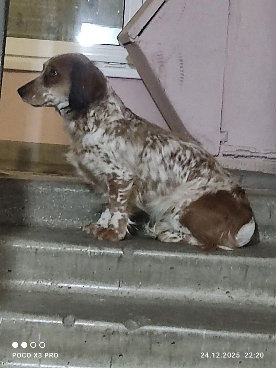 Найдена собака в Раменском — фото объявления