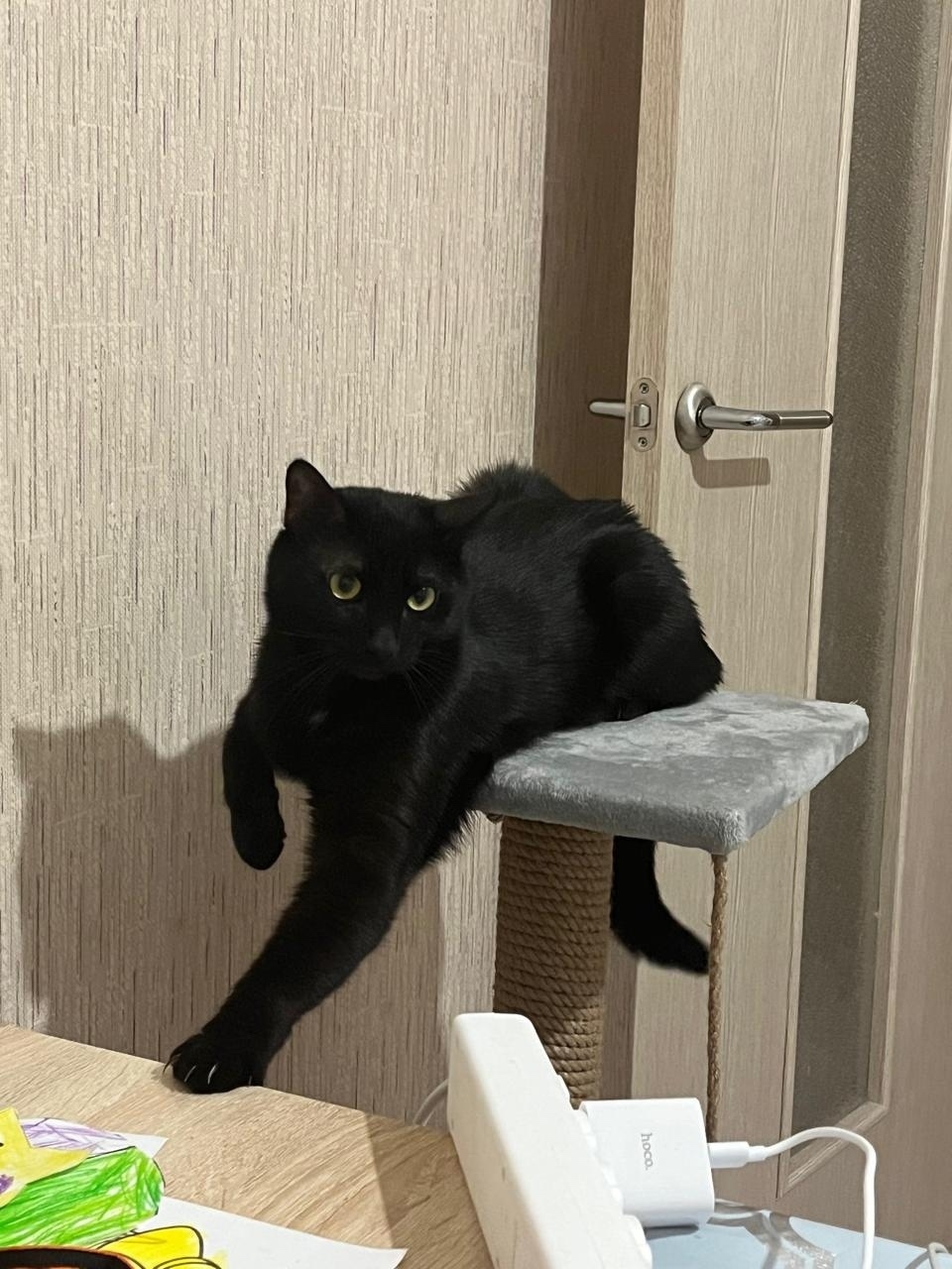 Пропала кошка в Раменском — фото объявления